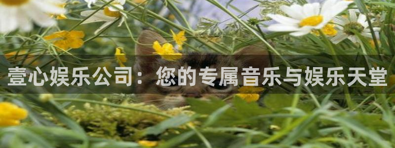 壹号top娱乐：壹心娱乐公司：您的专属音乐与娱乐天堂