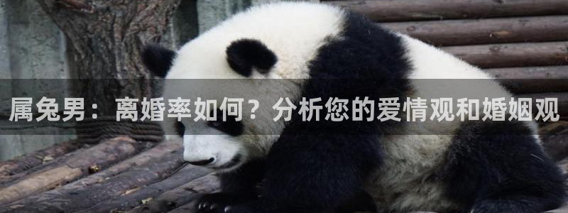 壹号电子娱乐app下载最新版本安装：属兔男：离婚率如何？分析您的爱情观和婚姻观